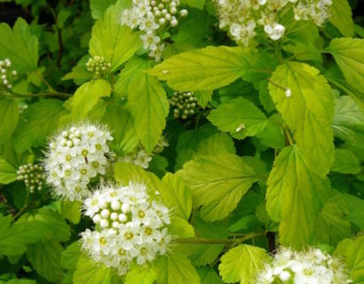 Physocarpus opulifolius ‘Dart’s Gold’ - blaasspiraea