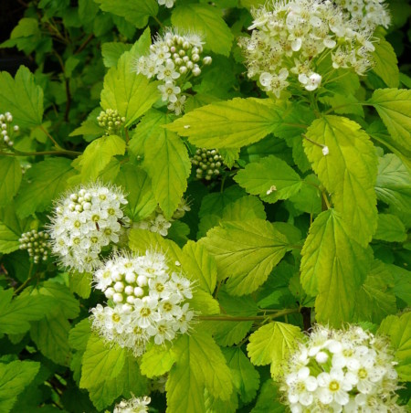 Physocarpus opulifolius ‘Dart’s Gold’ - blaasspiraea