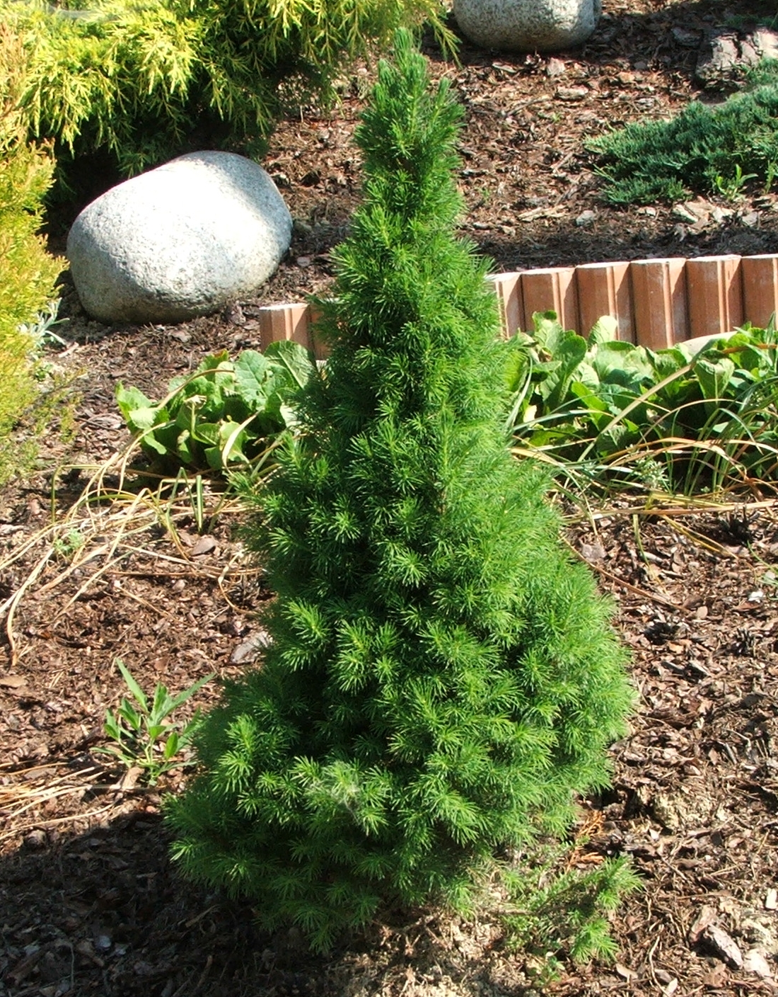 Picea glauca ‘Conica’ - dwergspar
