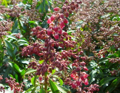 Pieris ‘Passion’ - rotsheide