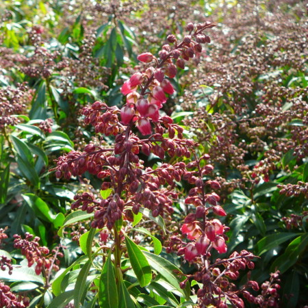 Pieris ‘Passion’ - rotsheide