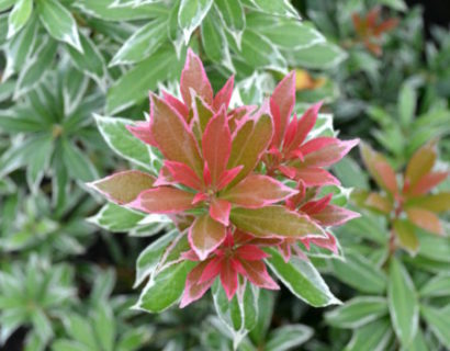 Pieris ‘Little Heath’ - rotsheide