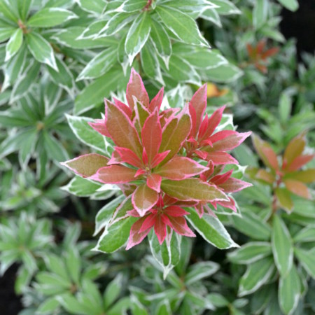 Pieris ‘Little Heath’ - rotsheide