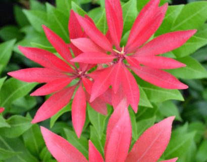 Pieris ‘Mountain Fire’ - rotsheide