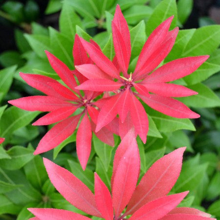 Pieris ‘Mountain Fire’ - rotsheide