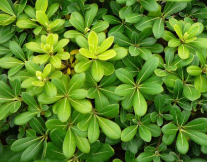 Pittosporum tobira ‘Nana’ - Australische laurier