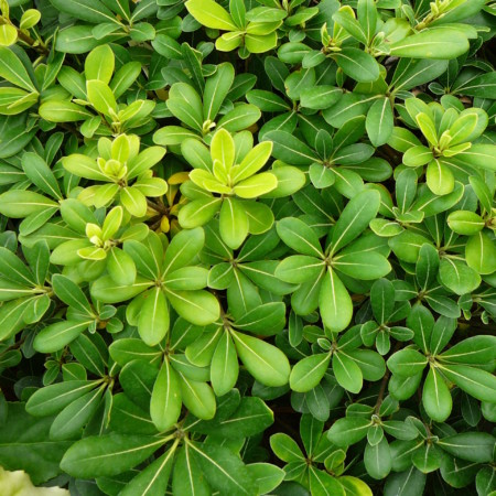 Pittosporum tobira ‘Nana’ - Australische laurier