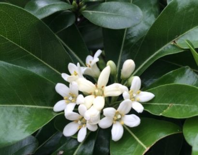 Pittosporum tobira - Australische laurier