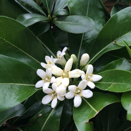 Pittosporum tobira - Australische laurier