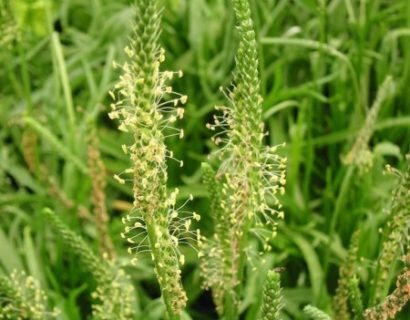 Plantago coronopus - hertshoornweegbree