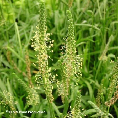 Plantago coronopus - hertshoornweegbree