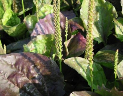 Plantago major ‘Atropurpurea’ - grote rode weegbree