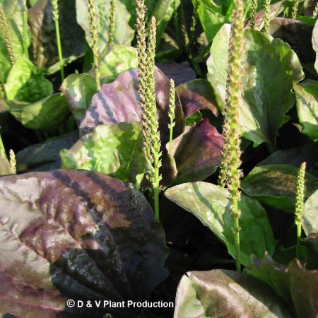 Plantago major ‘Atropurpurea’ - grote rode weegbree