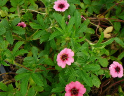 Potentilla nepalensis ‘Miss Willmott’ - ganzerik