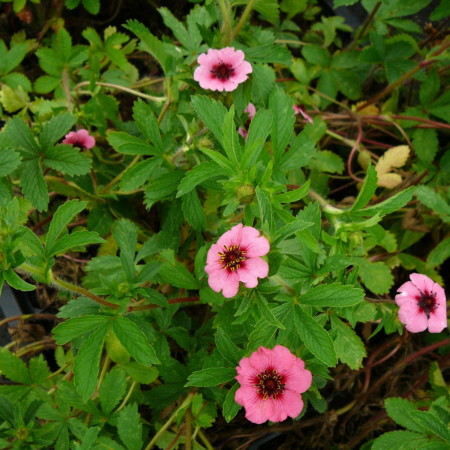 Potentilla nepalensis ‘Miss Willmott’ - ganzerik