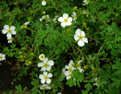 Potentilla fruticosa ‘Abbotswood’ - ganzerik