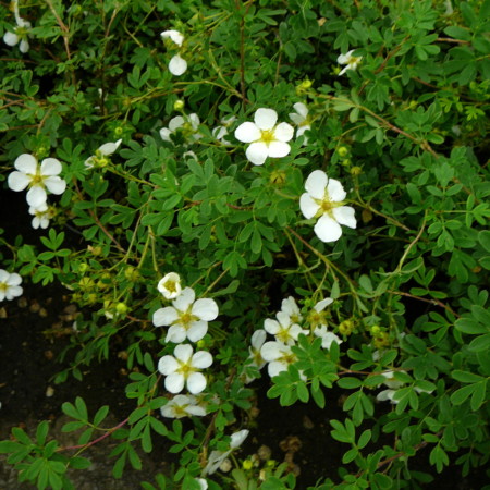 Potentilla fruticosa ‘Abbotswood’ - ganzerik