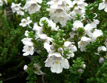 Prostanthera cuneata - muntstruik