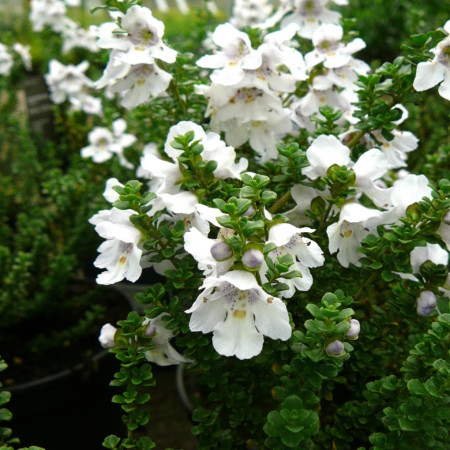 Prostanthera cuneata - muntstruik