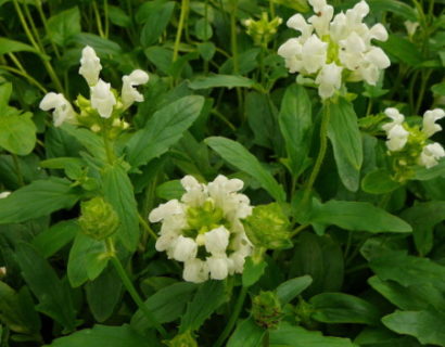 Prunella grandiflora ‘Alba’ - bijenkorfje