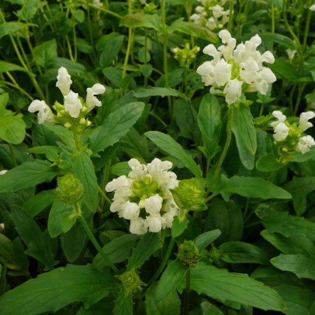 Prunella grandiflora ‘Alba’ - bijenkorfje