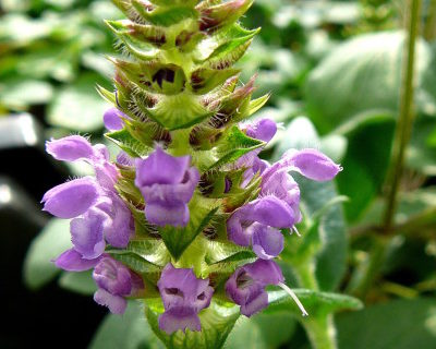 Prunella grandiflora - bijenkorfje