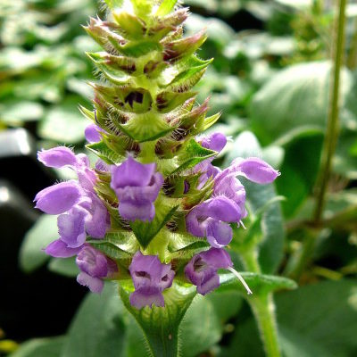 Prunella grandiflora - bijenkorfje