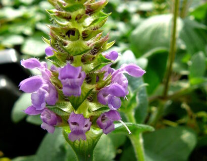 Prunella grandiflora - bijenkorfje