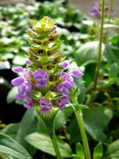 Prunella grandiflora - bijenkorfje