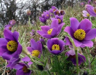 Pulsatilla vulgaris - wildemanskruid