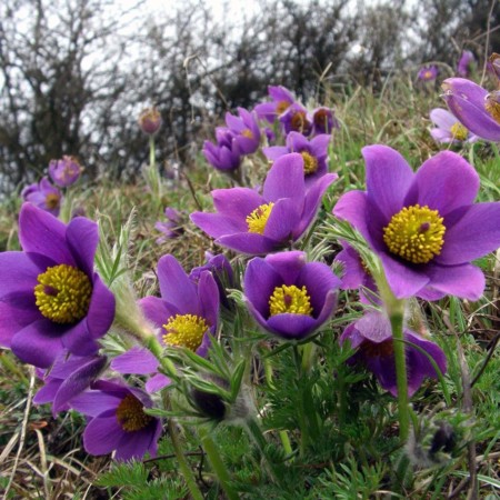 Pulsatilla vulgaris - wildemanskruid