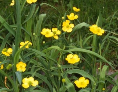 Ranunculus lingua - grote boterbloem