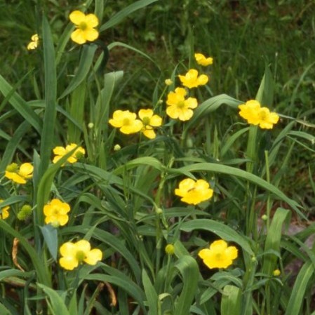 Ranunculus lingua - grote boterbloem