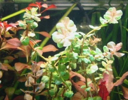 Rotala indica - grote boterbloem