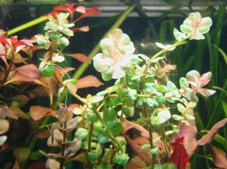 Rotala indica - 