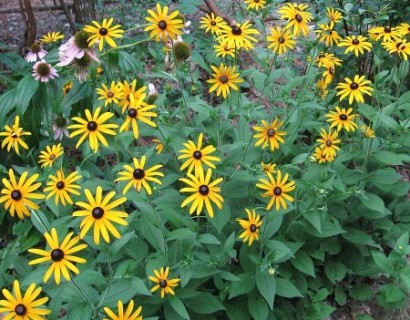 Rudbeckia fulgida 'Goldsturm' pot 3 liter