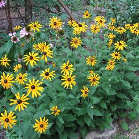 Rudbeckia fulgida ‘Goldsturm’ pot 3 liter