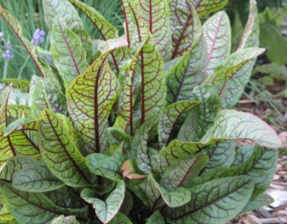 Rumex sanguinea - bonte waterzuring