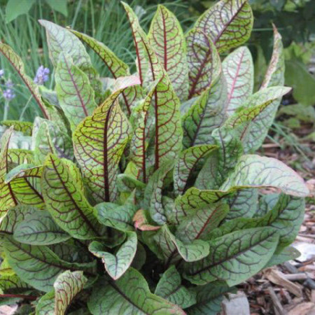 Rumex sanguinea - bonte waterzuring