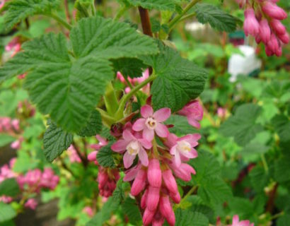 Ribes sanguineum ‘King Edward VII’