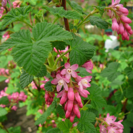 Ribes sanguineum ‘King Edward VII’ - sierbes