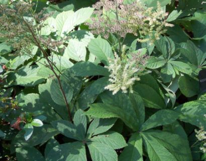 Rodgersia aesculifolia - kastanjeblad