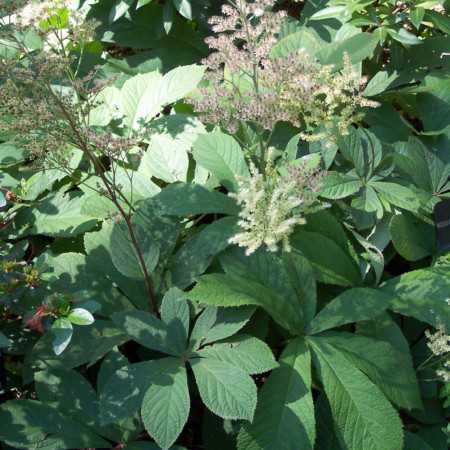 Rodgersia aesculifolia - kastanjeblad