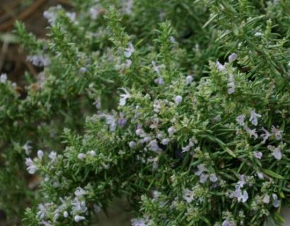 Rosmarinus officinalis prostratus repens - kruipende rozemarijn