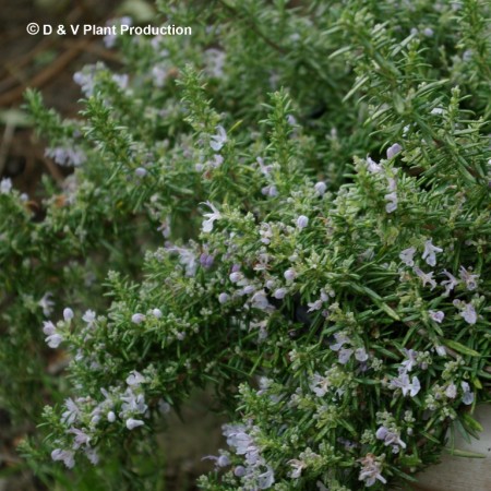 Rosmarinus officinalis prostratus repens - kruipende rozemarijn