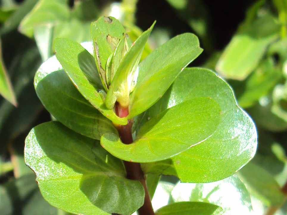Rotala rotundifolia green - 
