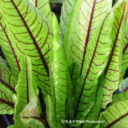 Rumex sanguineus - bloedzuring