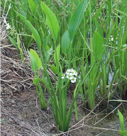 Sagittaria graminea - pijlkruid