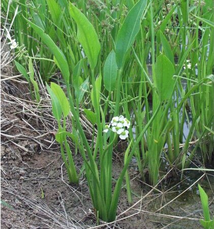 Sagittaria graminea - pijlkruid