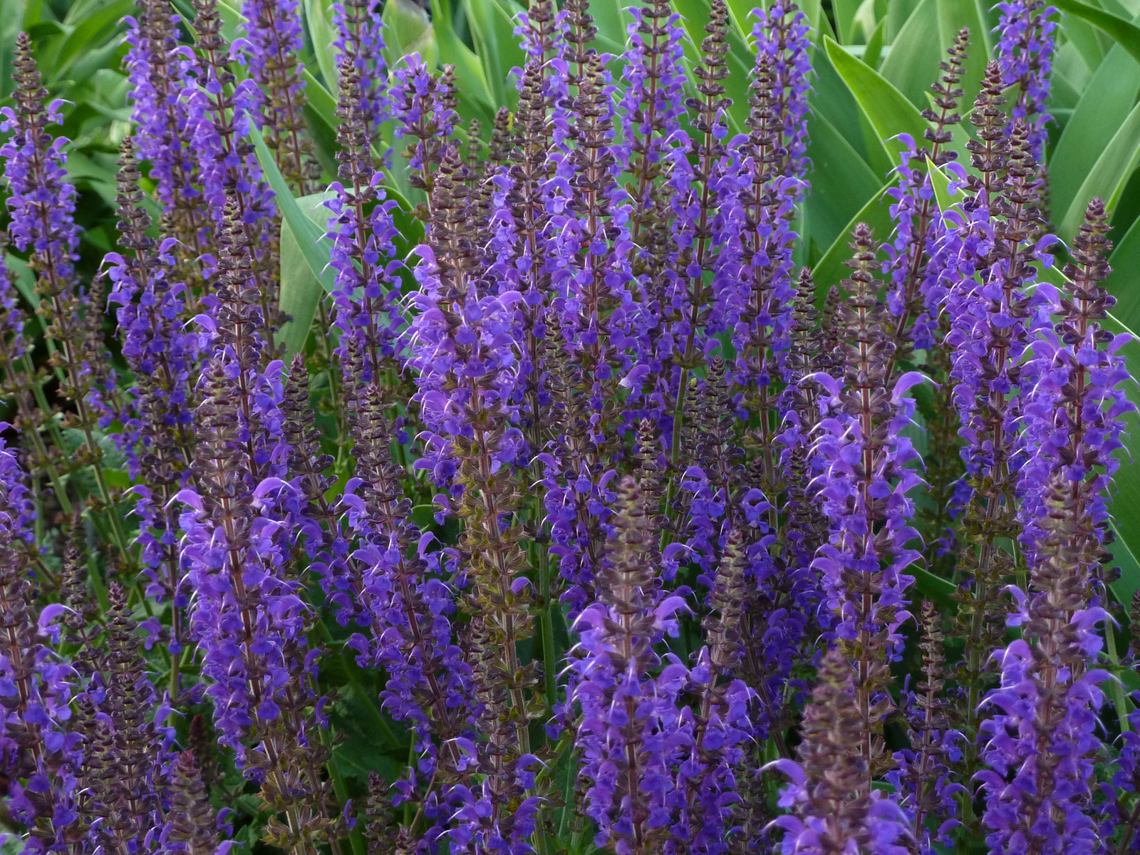 Salvia nemerosa 'Mainacht'